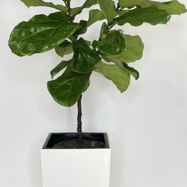 Ficus Lyrata