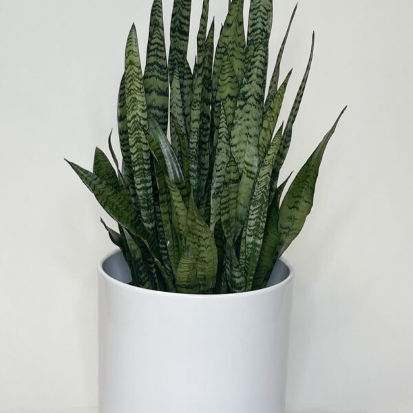 Snake Plant